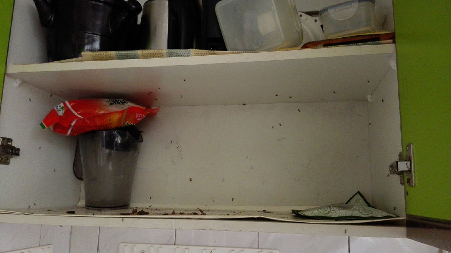 储存香菇的柜子,长时间没打开,夏天生了虫子.